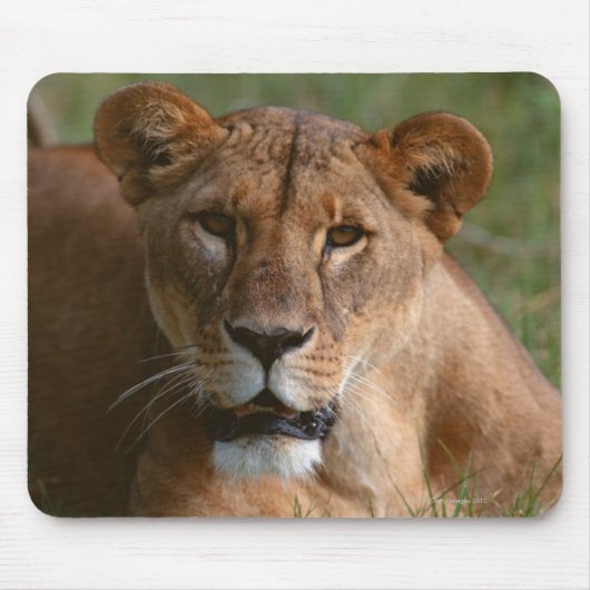 Tapis De Souris Lion (Devant)