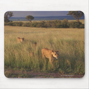 Tapis De Souris Lion 6