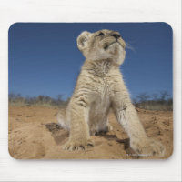 Lion Cub (Panthera Leo) assis sur le sable, Namibi