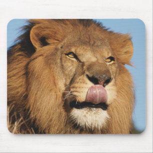 Tapis De Souris Lion d'Afrique (Panthera Leo), savane africaine