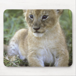 Tapis De Souris lion d'Afrique, Panthera leo), Tanzanie,