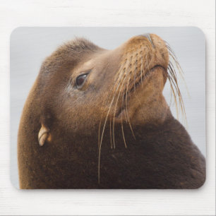 Tapis De Souris Lion de mer de Californie
