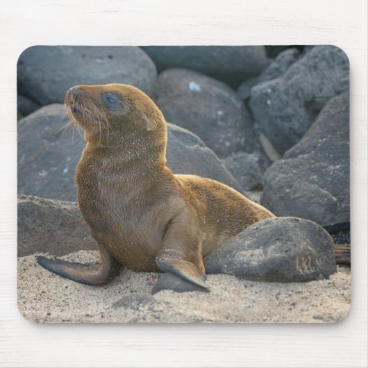 Tapis De Souris Lion de mer des Galapagos (Devant)