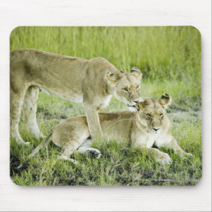 Tapis De Souris Lion et lionne, Afrique