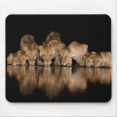 Tapis De Souris Lion Pride Drinks at the Water Hole at Night (Devant)