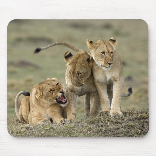 Tapis De Souris Lion siblings (Devant)