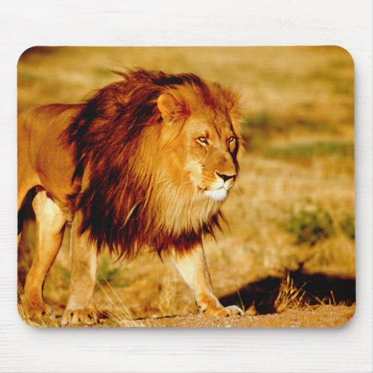 Tapis De Souris Lion solitaire (Devant)