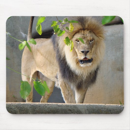 Tapis De Souris Lion Wildlife Mousepad (Devant)
