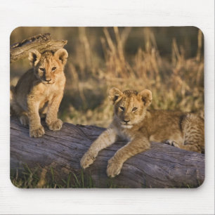 Tapis De Souris Lionceaux sur rondin