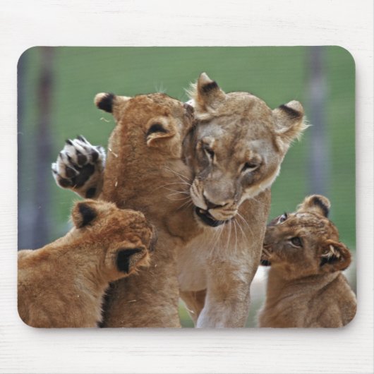 Tapis De Souris Lioness et 3 Cubs Mousepad (Devant)