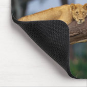Tapis De Souris Lionesses dans un arbre (Coin)