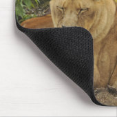 Tapis De Souris Lionne (Coin)