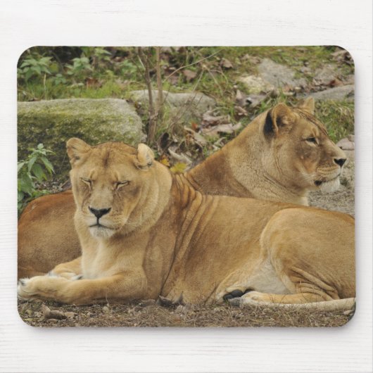 Tapis De Souris Lionne (Devant)