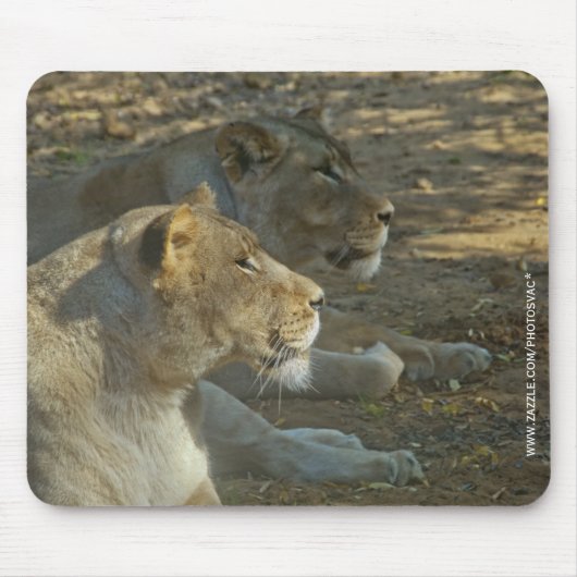 Tapis de souris Lions (Devant)