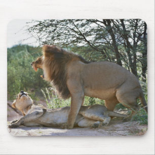 Tapis De Souris lions joignant, Panthera Lion, Kgalagadi
