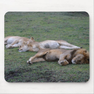 Tapis De Souris Lions Napping - Mousepad
