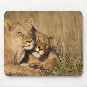 Tapis De Souris Lions réservation de jeu d'Afrique, Kenya, Mara