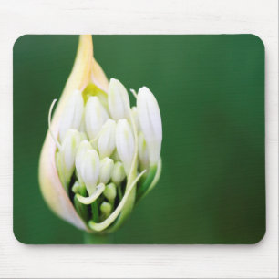 Tapis De Souris Lis bleu d'Afrique, Agapanthus Praecox, Cape Town
