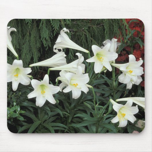 Tapis De Souris Lis de Pâques (Lilium regale) (Devant)