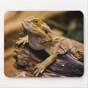 Tapis De Souris Lizards, reptiles, dragons