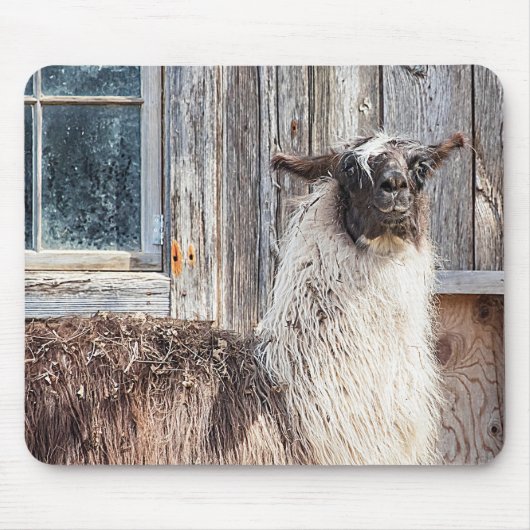 Tapis De Souris Llama devant une grange (Devant)