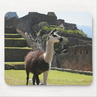Tapis De Souris Llama Sauvage Près Des Ruines