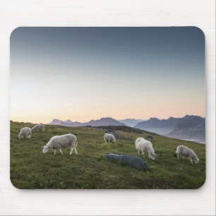 Tapis De Souris Lofoten Sheep Paysage photo