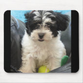 Tapis De Souris Lola un chiot secouru de Havanese (Devant)