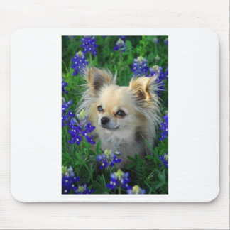 Tapis De Souris Long chiwawa de manteau dans les capots bleus