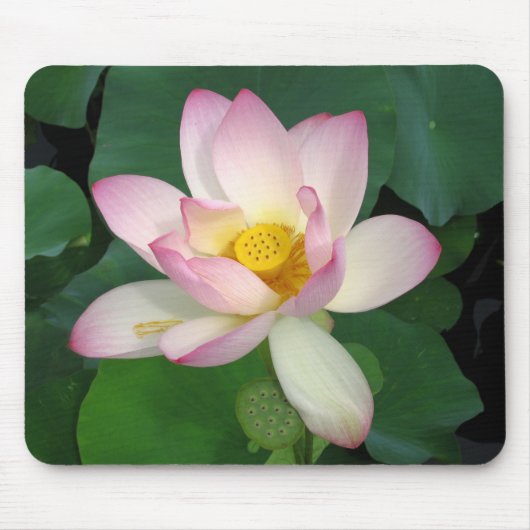 Tapis De Souris Lotus (Devant)
