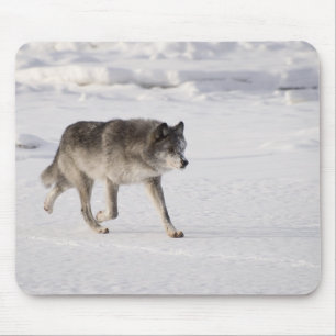 Tapis De Souris Loup fonctionnant dans la neige
