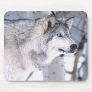 Tapis De Souris Loup gris, Canis lupus, Animal de cinéma (Utah)