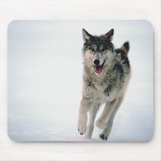 Tapis De Souris Loup gris courant (Devant)