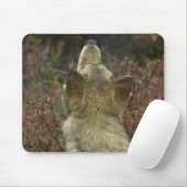 Tapis De Souris Loup gris (lupus de Canis) (Avec souris)