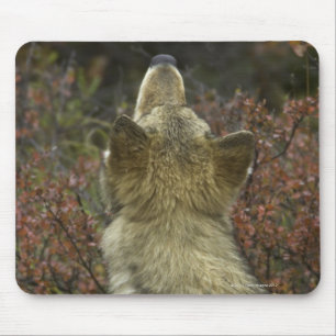 Tapis De Souris Loup gris (lupus de Canis)
