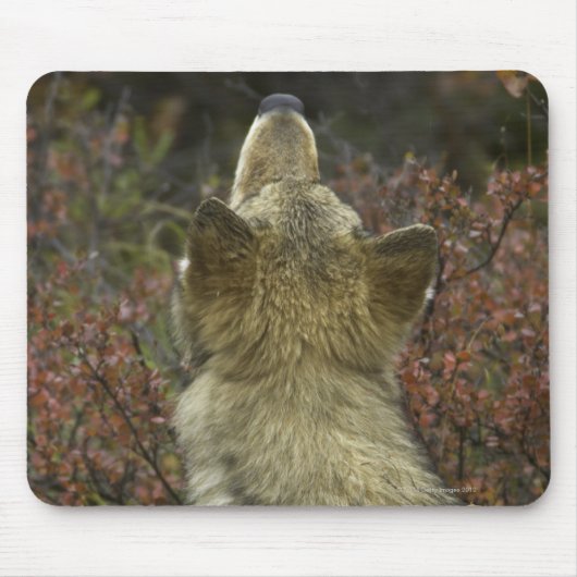 Tapis De Souris Loup gris (lupus de Canis) (Devant)