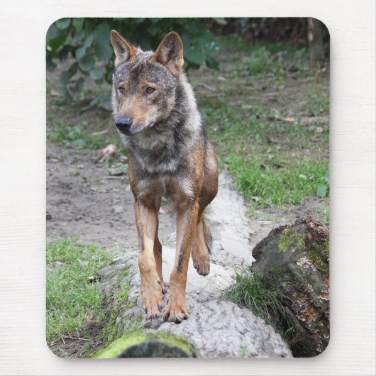 Tapis De Souris loup ibérien (Devant)