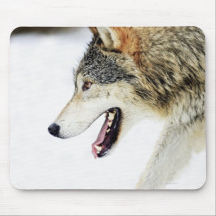 Tapis De Souris Loup sur le vagabondage