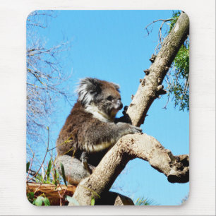 Tapis De Souris L'Ours Koala Australien Dans Le Vieux Pin Arbre,