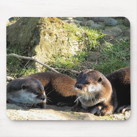 TAPIS DE SOURIS LOUTRES (Devant)
