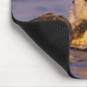 Tapis De Souris Loutres, Enhydra lutris 5 (Coin)