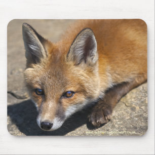 Tapis de souris Luna Fox