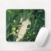 Tapis De Souris Luna Moth (Avec souris)