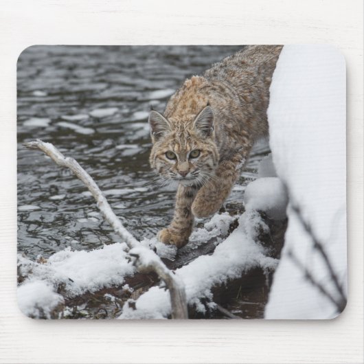 Tapis De Souris Lynx (Devant)