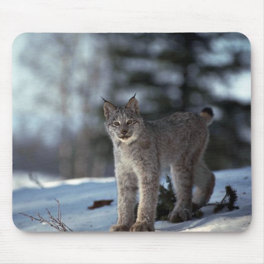 Tapis De Souris Lynx de Canada sur la neige (Devant)