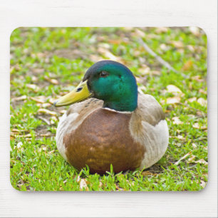 Tapis De Souris M. Mallard le Canard