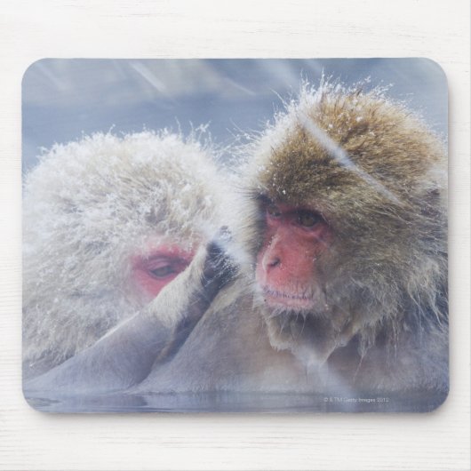 Tapis De Souris Macaques japonais (Macaca fuscata) Grooming in (Devant)