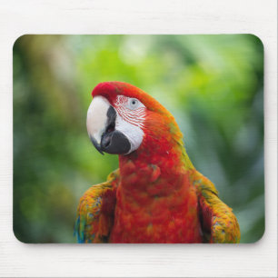 Tapis De Souris macaw, oiseau, animal
