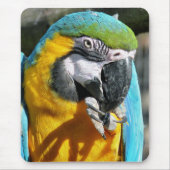 TAPIS DE SOURIS MACAWS (Devant)
