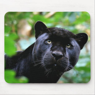 Tapis De Souris Panthere Noire Zazzle Be